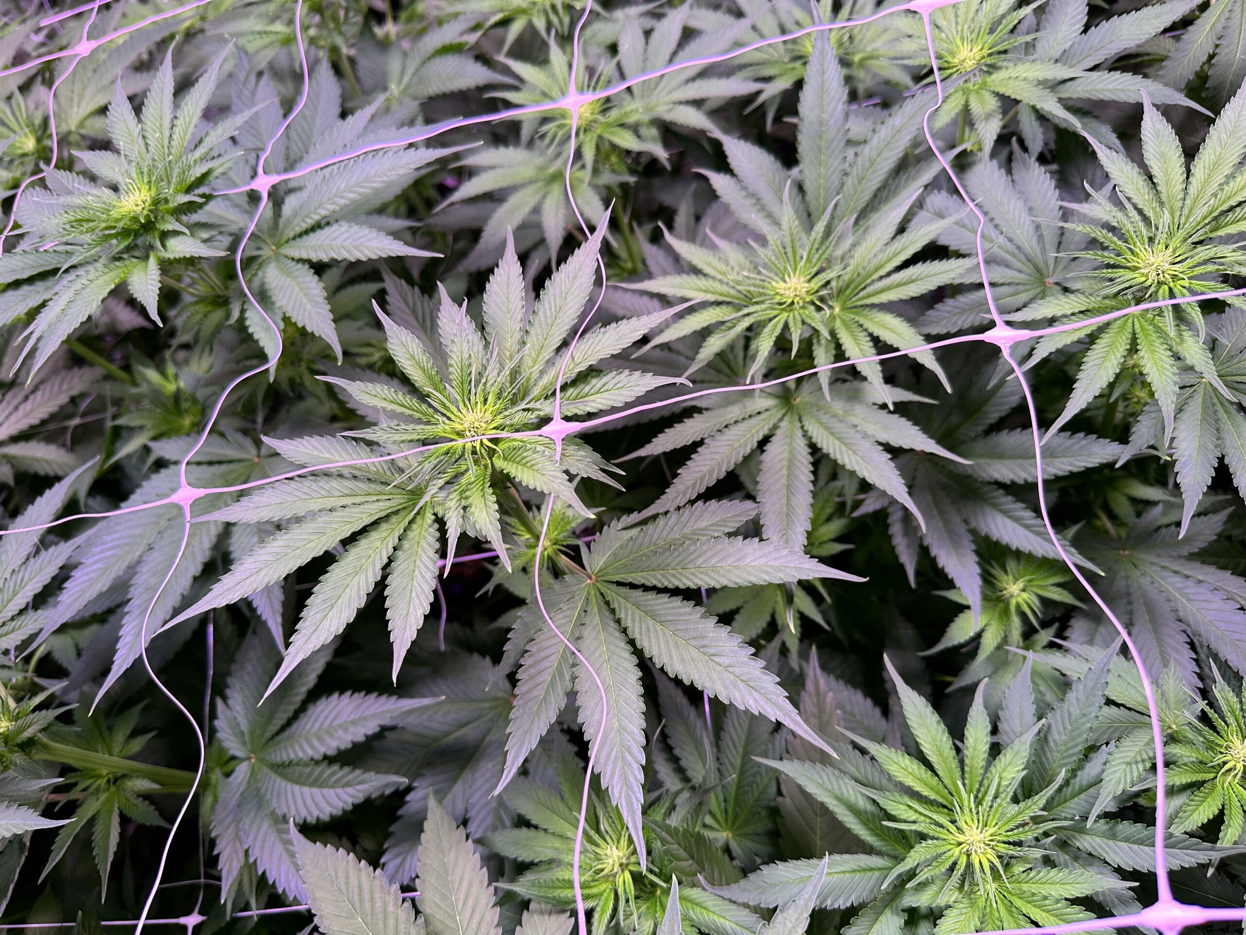 Sustainable Cannabis Farming