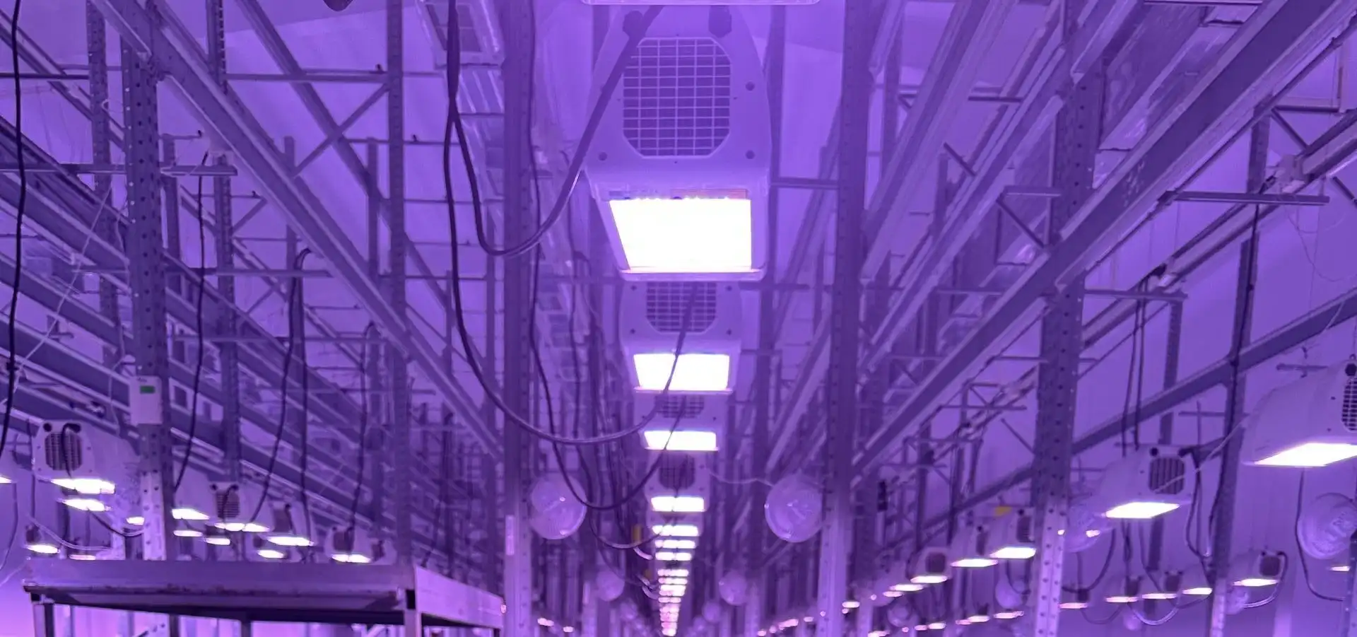 Rows of medical cannabis under fixed-spectrum LED lighting in City13 Holding's indoor facility in Bitola